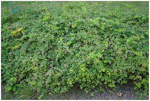 Stauden Gänge 1 x Symphoricarpos x chenaultii 'Hancock' winterhart | Purpurner Bodendecker für Sonne bis Schatten, Blüte Juni bis Juli, mehrjährig, 9x9 cm Topf