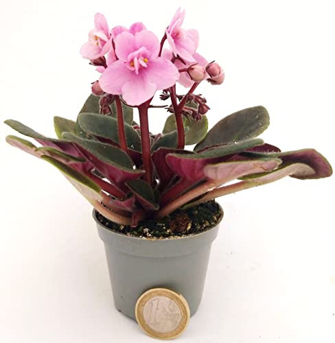 POWERS TO FLOWERS - SAINTPAULIA ROSA MICRO IDEALE PER TERRARIUM, VASO 5,5CM, VIOLETTA AFRICANA, pianta vera