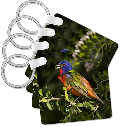 3dRose, Painted Bunting male bird singing - US44 LDI1051 - Larry Ditto, set of 6 Key Chains