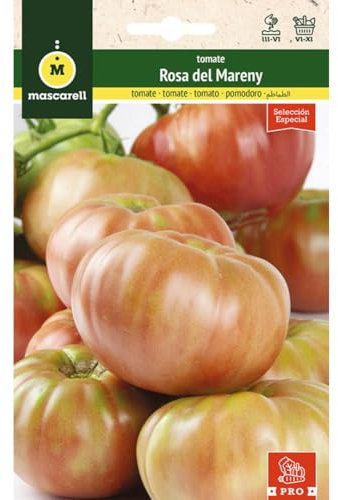Mascarell Semillas, TOMATE, Semillas Huerto, TOMATE ROSA DEL MARENY, Crea tu Propio Huerto Urbano y Cultivo en Casa, Plantas Hortícolas, 0,1 Gramos