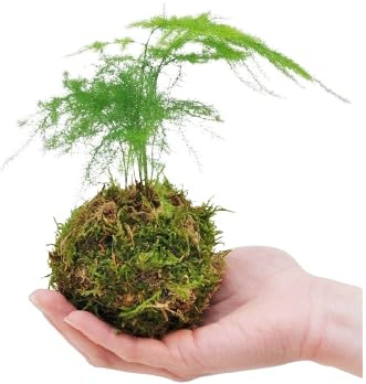 DECOALIVE | Helecho Plomoso|Kokedama Bola Musgo |Monstera
