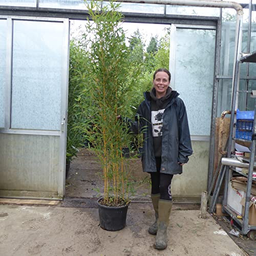 Bamboo Phyllostachys Aureosulcata Aureocaulis Golden Caned Bamboo. 175/200cm Tall 18 Litre Pot