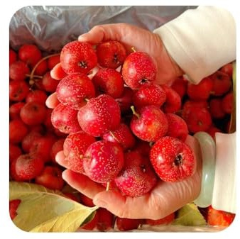 Weißdorn, balkonpflanzen obstpflanzen alte sorten zwergobstbäume winterhart gartenarbeit geschenk säulenobstbäume exotische sträucher garten steingartenpflanzen obstsamen 30Samen