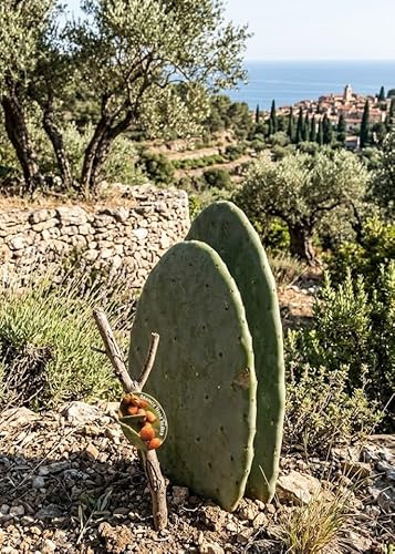 Opuntia ficus indica - Feigenkaktus - Doppelblatt - Große Pflanzen - 40cm hoch