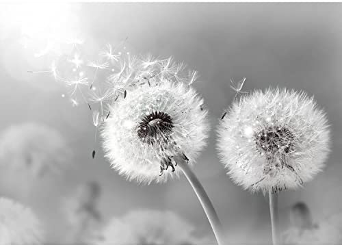 Runa Art Fototapete Pusteblumen Modern Vlies Wohnzimmer Schlafzimmer - Made in Germany - 308 x 220 cm Schwarz Weiss 9459010c