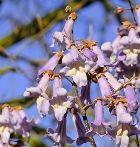 Blauglockenbaum/Kiri-Baum, Paulownia tomentosa, 50-80cm im 5L-Topf