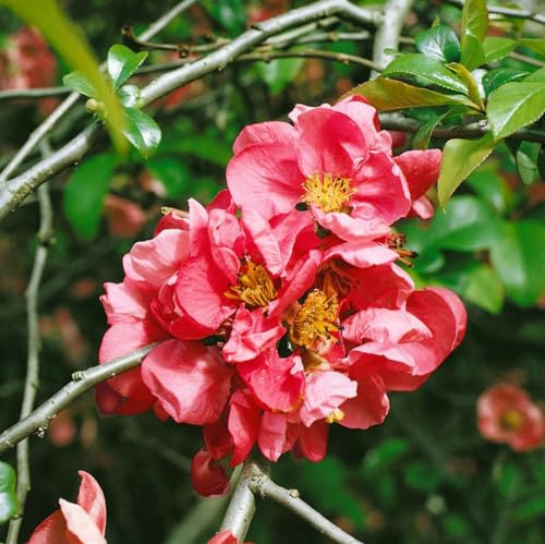 Zierquitte Chaenomeles Pink Lady 40-60 cm Heckenpflanze winterhart | Rosa Bluete im Fruehjahr, bienenfreundlich, schnittvertraeglich, ideal als Zierstrauch, sonnig bis halbschattig
