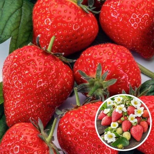 Plant in a Box - Fragaria ‘Elsanta’ - Lot de 10 plants de fraisiers - Fraisier à racines nues - Fraisier non remontant pour jardin et potager