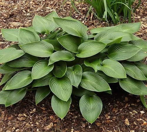 50 graines de plantes Hosta vertes