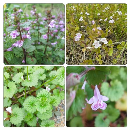edera terrestre primaverili semi giardino selvatiche giardino 200pcs