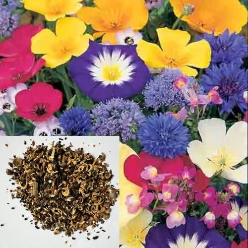 Dwarf Wild Flower Seeds Mix UK to Attract Butterfly Mix -Annual Flowers Garden School Gift Bag - Pure 500 Seeds