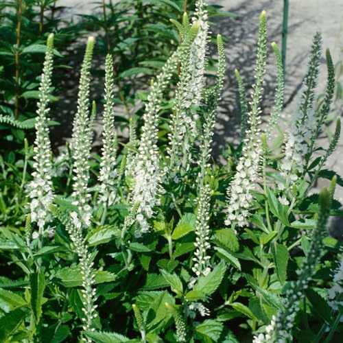 Veronica longifolia 'Schneeriesin' ca. 9x9 cm Topf - Ehrenpreis, weiße Blüten, Blütezeit Juli-September, ideal für Rabatten, bienenfreundlich, pflegeleicht
