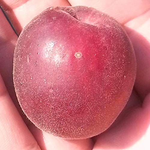 Papstaprikose Biricoccolo Aprikose Buschbaum 110-140 cm 10 Liter Topfballen St.Julien A