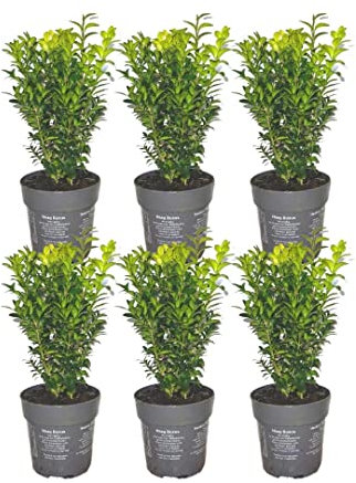 Plants by Frank | Buchsbaum Echte Pflanzen | 1 Meter Buchshecke | Buxbaum/Buxsbaum | 6 Heckenpflanzen immergrün winterhart schnellwachsend | Direkt aus der Gärtnerei