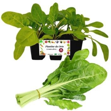 P. Piantine da Orto | Erbette, Pianta da Orto o Balcone, Pronta al Trapianto, Kit da 6 Piantine, Pianta Vera da Esterno, Vivaio Italiano