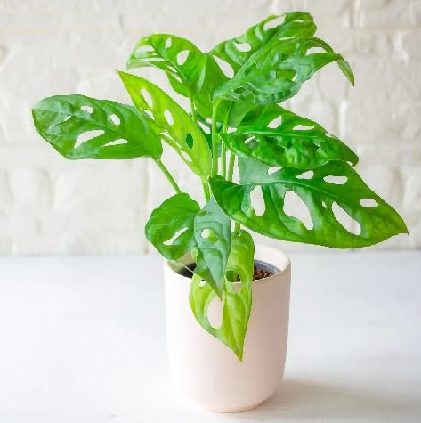 Lot de 10 nouvelles graines fraîches de plantes Monstera
