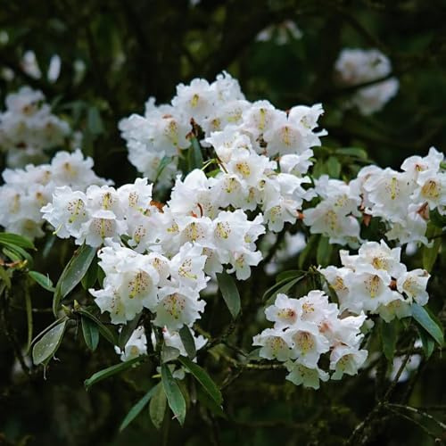 Semillas de rododendro, resistentes de exterior semillas de azalea, semillas de para lugares soleados silvestres 85pcs
