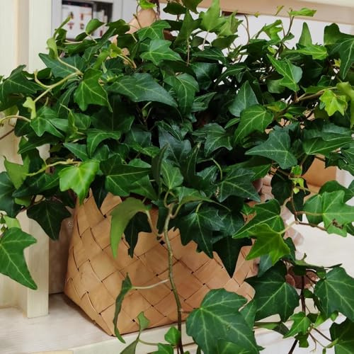 semi di edera, rampicante da parete Semi di edera a crescita rapida - Decorazione del soggiorno rare regali per gli amanti del 150pcs