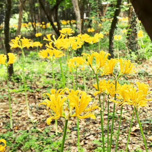 Bulbi/giglio ragno - Lycoris Radiata giardino di 4Rhizome