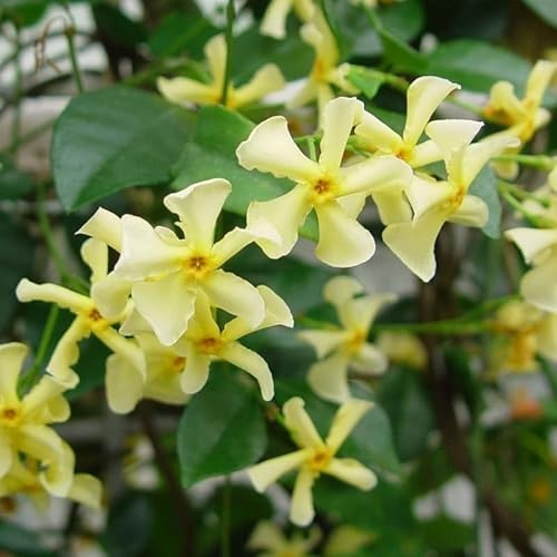 AMDGarden Pianta di Rhincospermum Giallo Christabel Bielenberg Falso Gelsomino Rampicante Sempreverde per Esterni Vaso 18 cm