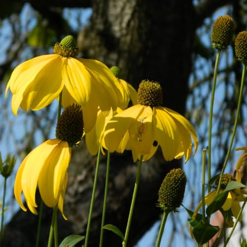 6 x Fallschirm 'Sonnenhut' - Rudbeckia Nitida 'Herbstsonne' Topf 9x9cm: Spätblühender Sonnenhut für den Herbstgarten