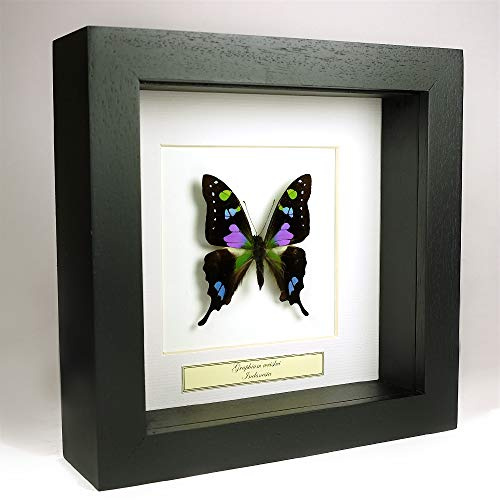 Graphium weiskei – Le machaon tacheté de Pourpre - Vrai Papillon de taxidermie monté sous Verre dans Un Cadre Fait Main en Bois Noir