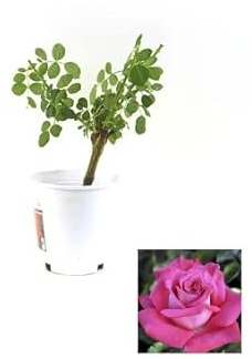 Rosal Pie Bajo Rosa Planta de Exterior con Flores Grandes y Rosa