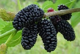 Mûrier arbre fruitier 2 ans pot 140 cm 22 photo réelle Vivaio Annese (noir)