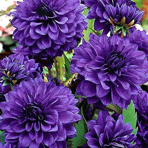 Dahlia Bulbs for Planting Now UK/Mix Golden Jade Carving Feels Perfect/UK Now Simple Planting Perennial/Strong Plants That Grow Well