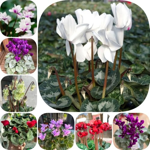 semi di ciclamino semi di selvatici da balcone raro organico vecchie varietà esotico per luoghi soleggiati decorazione floreale arredamento del soggiorno 150pcs