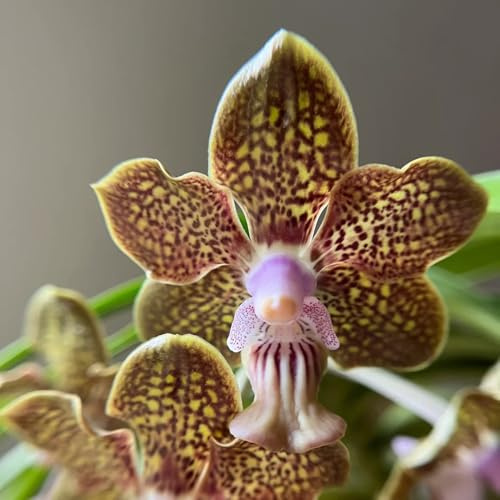 semi di orchidea Vanda, raro resistenti esotico per giardinieri estivi serre balcone semi di arredamento del soggiorno interno come 20pcs