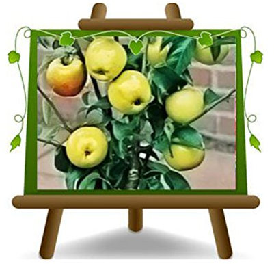 EURO PLANTS VIVAI Melo Nano - Pianta da Frutto su Vaso da 20 - Max 80 cm - 2 Anni