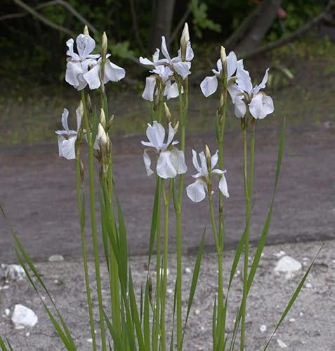 Zwerg-Schwertlilie - Iris lutescens - lebende Gartenpflanze aus den Baumschulen