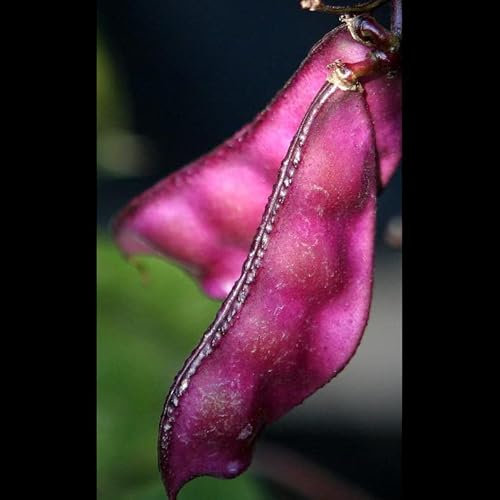 Hyacinth Bean Dolichos Lablab Vegetable Seeds - Purple Flowering Ornamental Vine - 15 Seeds