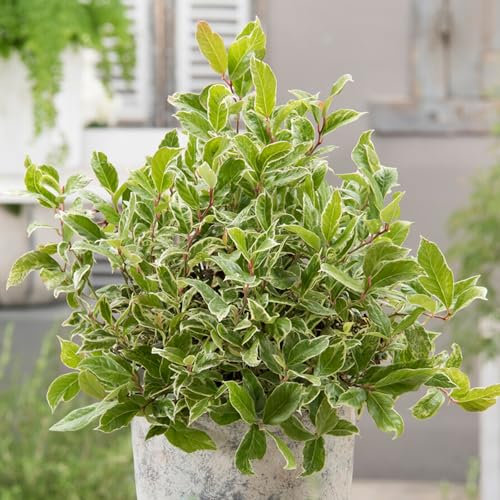 Leucothoe Firestar - Evergreen Shrub - Outdoor Plants All Year Round - Garden Shrubs Outdoor Garden Ready Hardy Evergreen Shrubs (9cm Pot, 15-25cm)
