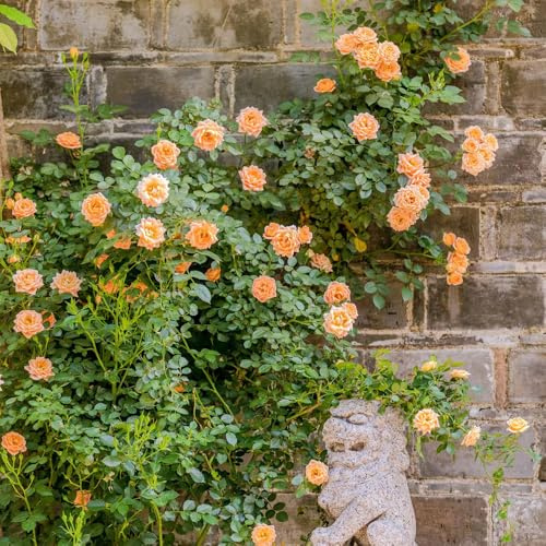 semillas de Rosales trepadores - rosa trepadora de interior exóticas interior decoración decorativa jardín oficina decoración semillas 450pcs