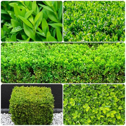 semi di bosso albero bonsai da balcone,Buxus sempervirens, piante da esterno piante resistenti all'esterno albero bonsai vero piante d'appartamento piante esotiche resistenti Le 50pcs