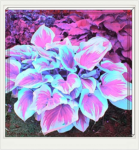 Hostas Plants Hosta Plants for Sale Hosta Plants Live Hosta Bulbs for Planting UK/Wedding Flowers,Garden Flowers/Plant Bulbs/Ornamental Flowers/Hardy Perennial-4Bulbs-f