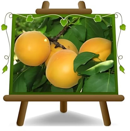 EURO PLANTS VIVAI Albicocco Vitillo su Vaso da 20 Pianta da Frutto Autofertile *Altezza: 150~170 cm.- 2 Anni