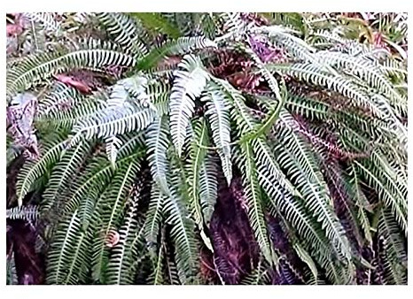 Stk - 10x Blechnum falciforme Farn gefiedert Garten Pflanzen - Samen B1936 - Seeds & Plants Shop by Ipsa