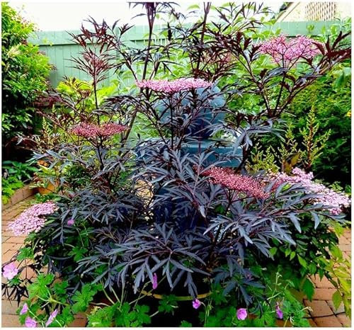 GrowOn Shrubs [x2] Elderberry Sambucus Nigra 'Black Lace' | Multi-Pack | Deciduous Shrubs | Outdoor Garden Ready Plants | Spring and Summer Flowering | Pink Flowers