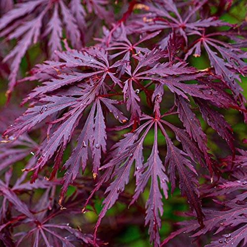 Acer palmatum dissectum 'Garnet' | Japanischer Ahorn-Laubgartenbaum im Topf