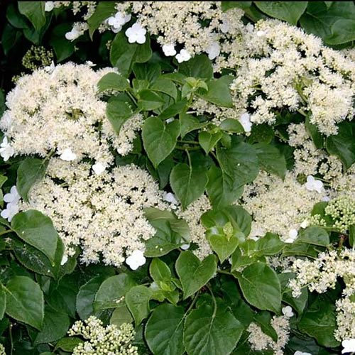 GardenersDream Hydrangea Petiolaris - Kletterhortensie Winterhart - Kletterpflanzen Winterhart mit Weißen Blüten - Schattenpflanzen