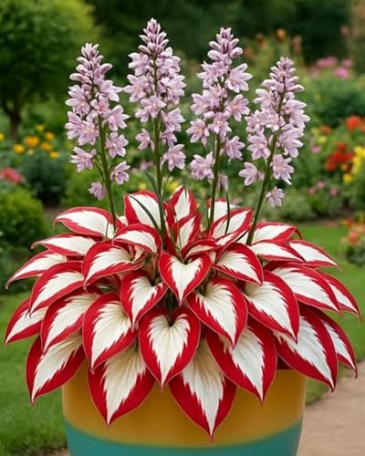 Bulbos de Hosta para maceta – Toque fresco y natural para tu espacio exterior o balcón-C-6bulbos