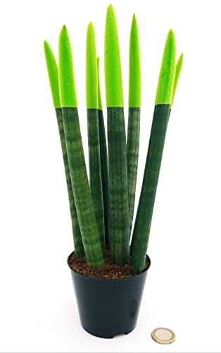 POWERS TO FLOWERS - SANSEVERIA CILINDRICA COLOR LIFE VERDE, ALTEZZA 25/30CM, pianta vera