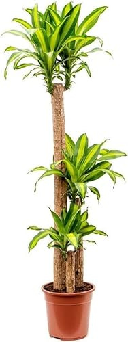 DECOALIVE Árbol Grande Interior Dracaena Massangeana Tronco Brasil XL