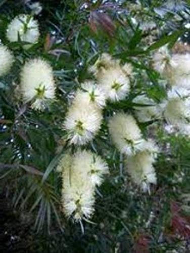 Portal Cool Callistemon salignus Bianco Bottlebrush Arbusto 20 Semi