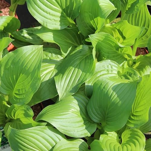 6x Hosta 'Royal Standard' – Godet 9x9cm | Fleurs blanches parfumées, croissance rapide