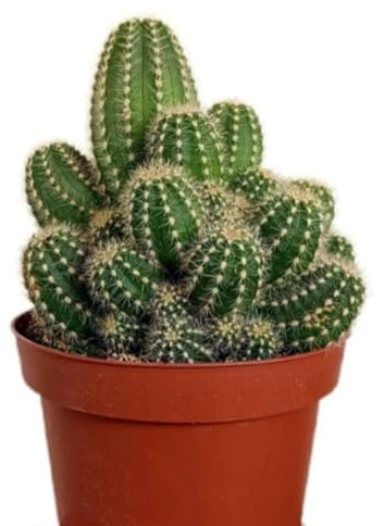 Planta natural Cactus Trichocereus Huascha, 15 cm. Cactus columnar de crecimiento rápido con tallo verde cubierto de espinas cortas y rígidas. Segura Garden.