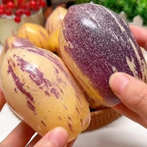 Semi di melone pero, regali per gli amanti del giardino di pera melone, da colonnari da nani resistenti semi di balcone frutteto 30pcs